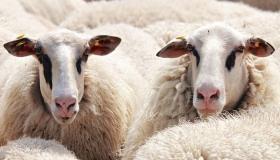 Ibn Sirinin 20 tärkeintä tulkintaa unesta monista lampaista ja tulkinta unesta monista lampaista naimisissa olevalle naiselle