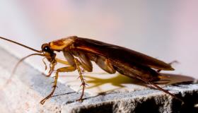 Дзіўныя тлумачэння сну пра таракана ў сне для адзінокіх жанчын