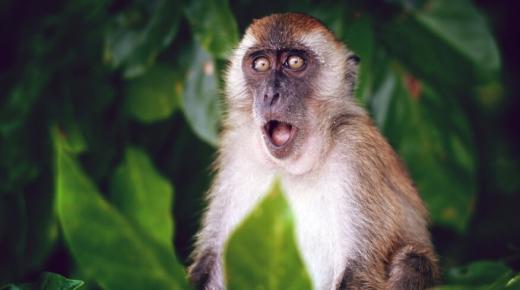 أهم 20 تفسير لحلم القرد للعزباء لابن سيرين