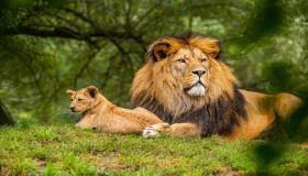Як тлумачать бачити левів уві сні Ібн Сірін і Імам Ас-Садік?