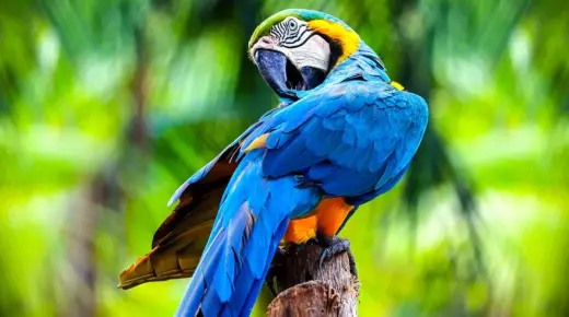 Tolkning av en dröm om en papegoja enligt Ibn Sirin